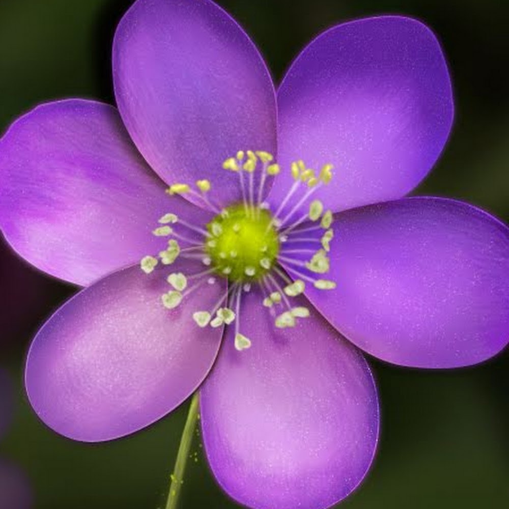 Meet your Posher, Francine